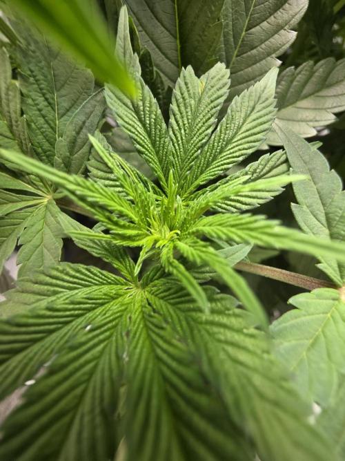 Trop Cherry Gas  - Relentlless. Week 8 - Day 53
Flowering