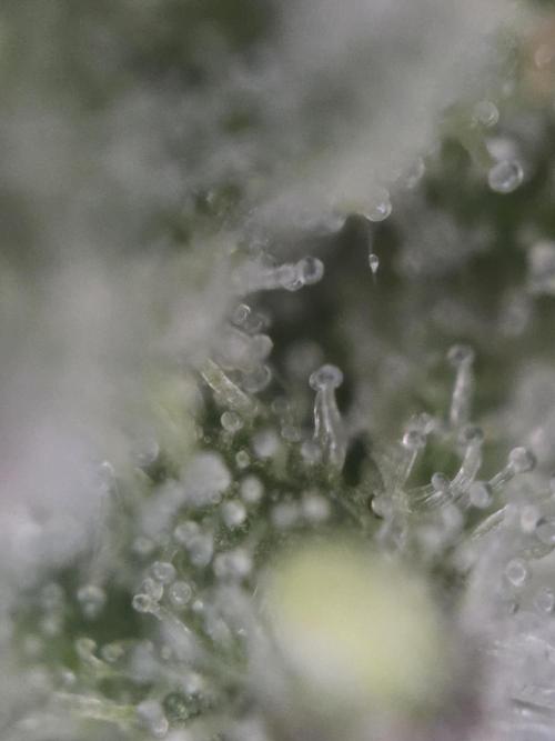 Studio Cherry - Wizard Trees. Week 13 - Sidebud
