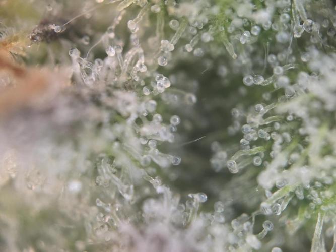 Studio Cherry - Wizard Trees. Week 13 - Mainbud day 85