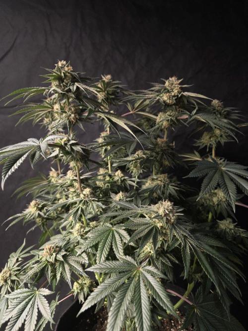 Studio Cherry - Wizard Trees. Week 13 - Day 85 (50 on 12/12)