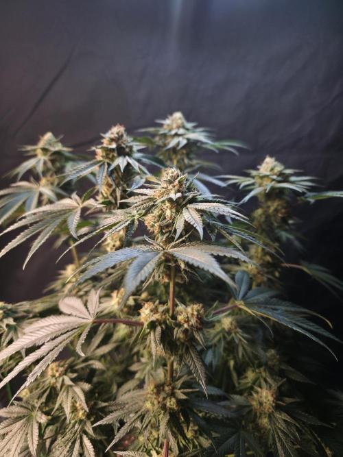 Studio Cherry - Wizard Trees. Week 13 - Day 85