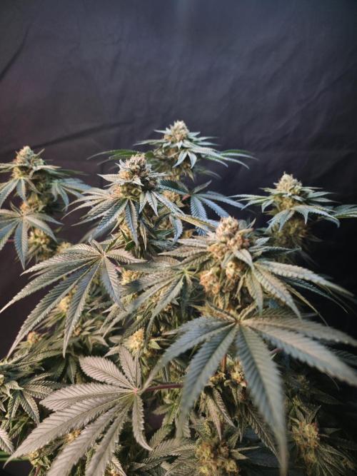 Studio Cherry - Wizard Trees. Week 13 - Day 85