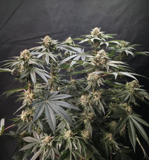 Studio Cherry - Wizard Trees. Week 13 - Day 85
