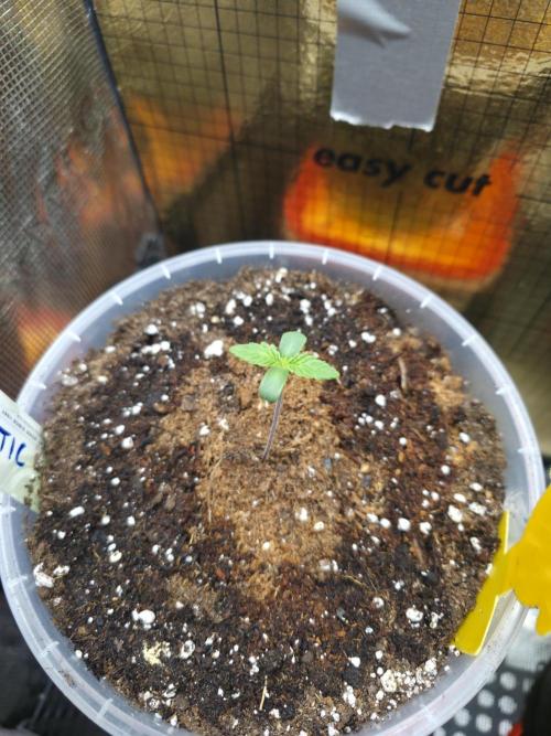 SSSC - Tropical Ice Cream - No Contest. Week 1 - Day 5