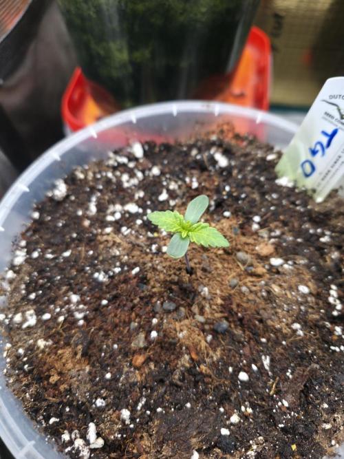 The Special (Gassy) One - F027- Contest. Week 1 - Day 7