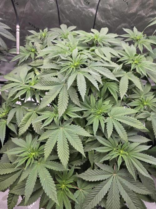 Trop Cherry Gas  - Relentlless. Week 8 - Day 54