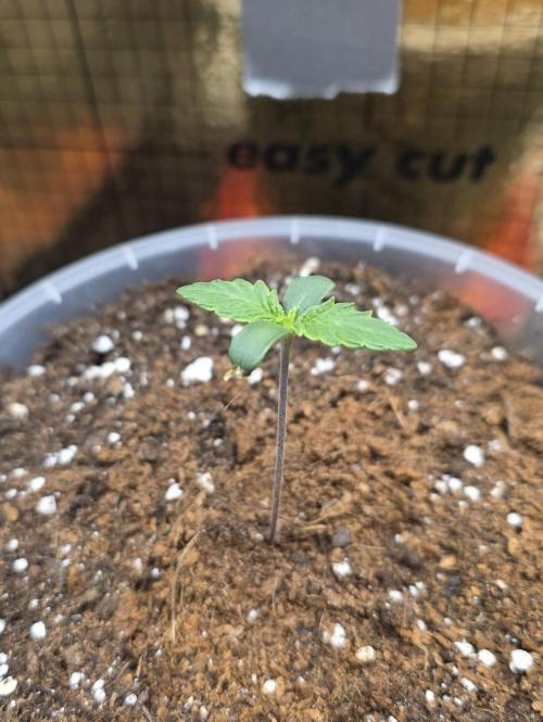 SSSC - Tropical Ice Cream - No Contest. Week 1 - Day 6