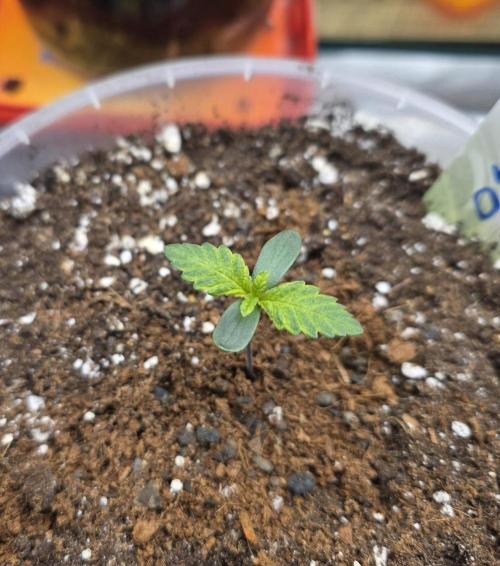 The Special (Gassy) One - F027- Contest. Week 2 - Day 8