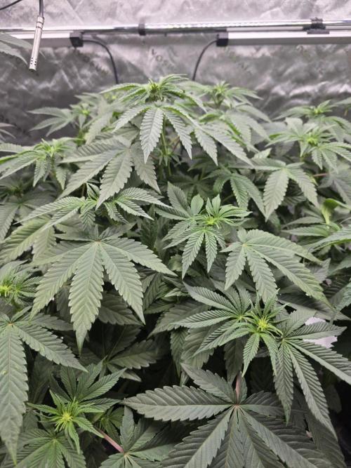 Trop Cherry Gas  - Relentlless. Week 8 - Day 55