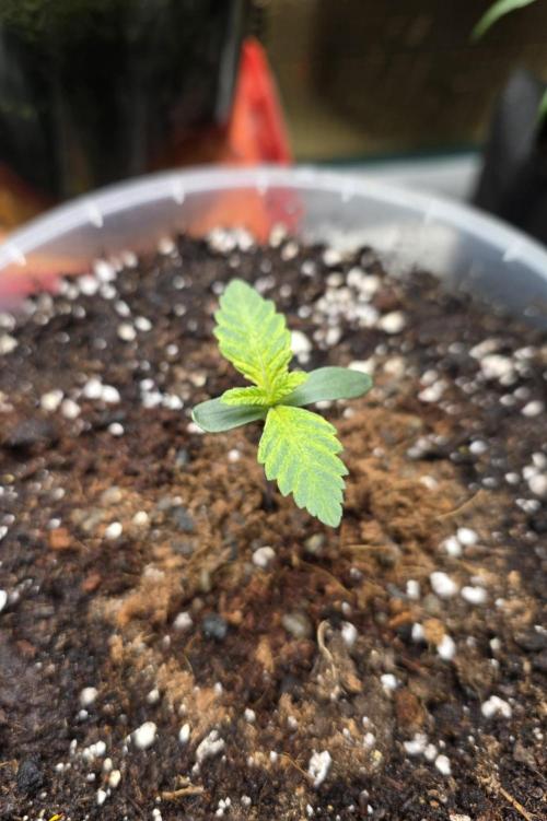 The Special (Gassy) One - F027- Contest. Week 2 - Day 9