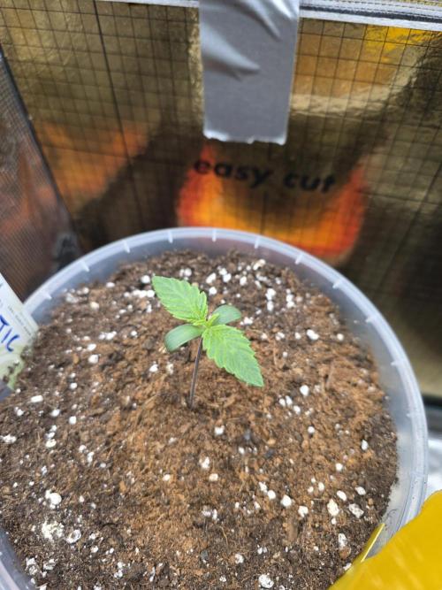SSSC - Tropical Ice Cream - No Contest. Week 1 - Day 7