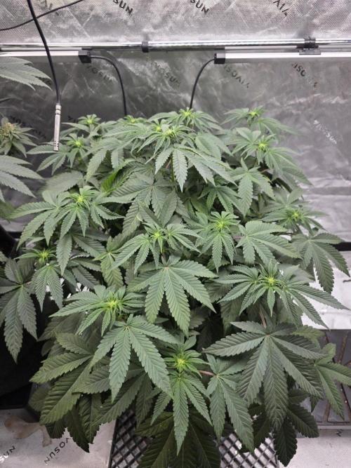 Trop Cherry Gas  - Relentlless. Week 8 - Day 56