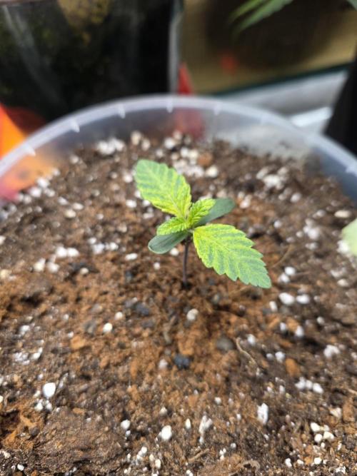 The Special (Gassy) One - F027- Contest. Week 2 - Day 10