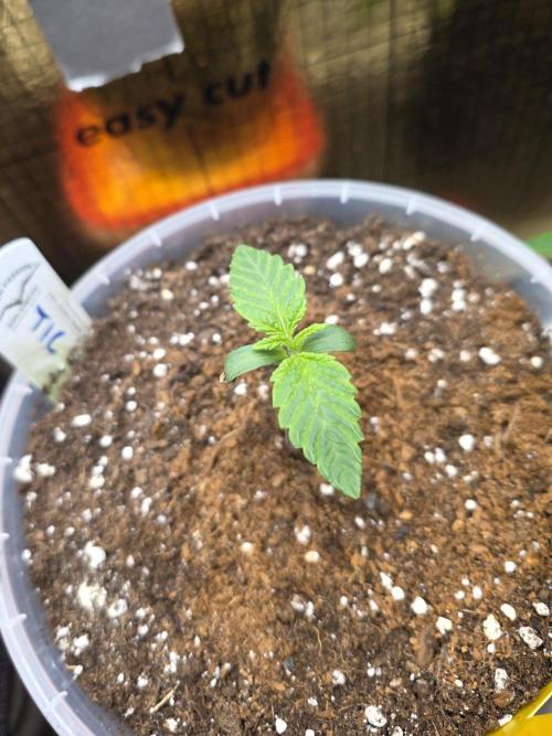 SSSC - Tropical Ice Cream - No Contest. Week 2 - Day 8