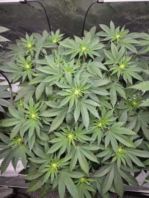 Trop Cherry Gas  - Relentlless. Week 9 - Day 57