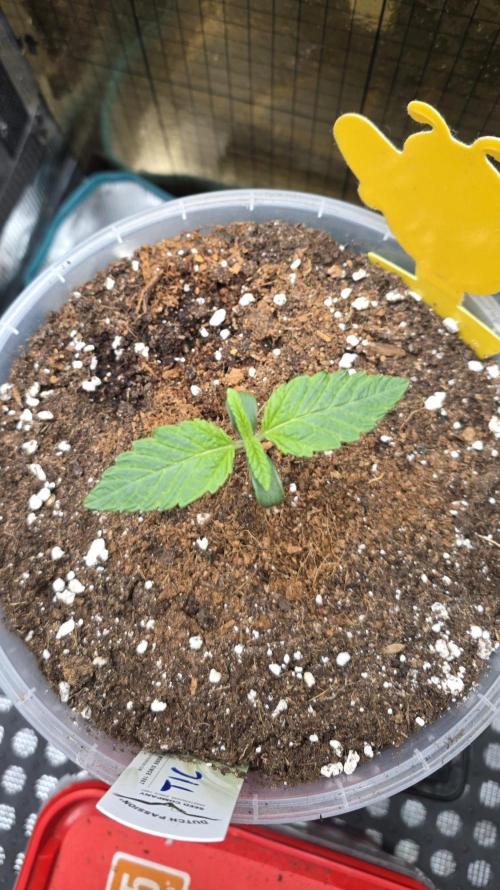 SSSC - Tropical Ice Cream - No Contest. Week 2 - Day 9