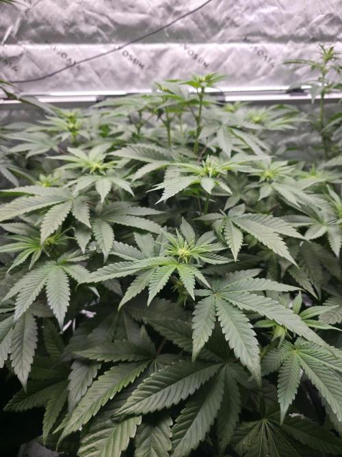 Trop Cherry Gas  - Relentlless. Week 9 - Day 58