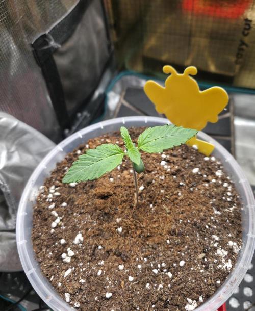 SSSC - Tropical Ice Cream - No Contest. Week 2 - Day 10