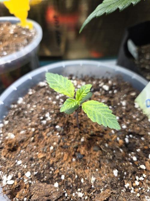 The Special (Gassy) One - F027- Contest. Week 2 - Day 12