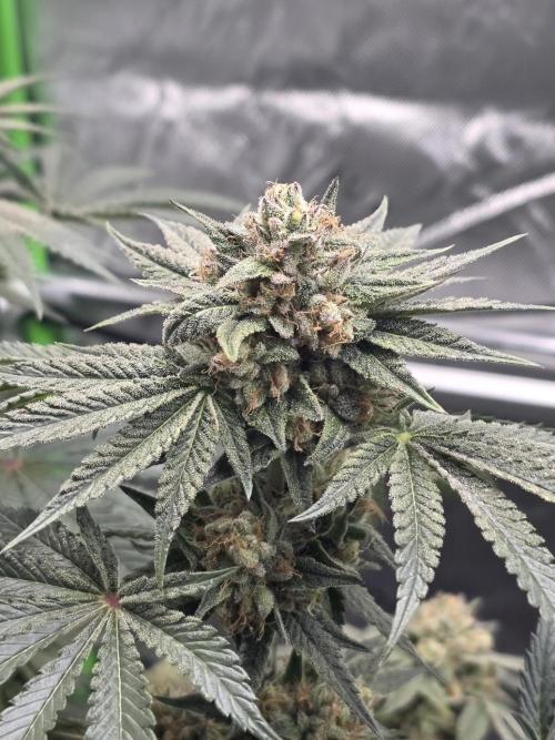 Studio Cherry - Wizard Trees. Week 13 - Day 91 (56 on 12/12)