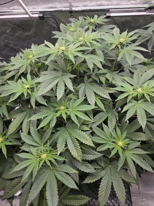 Trop Cherry Gas  - Relentlless. Week 9 - Day 59