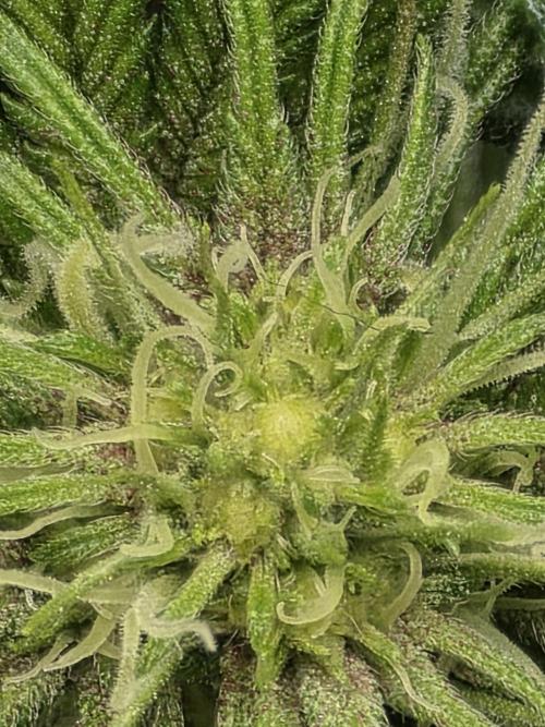 Trop Cherry Gas  - Relentlless. Week 9 - suspect spots