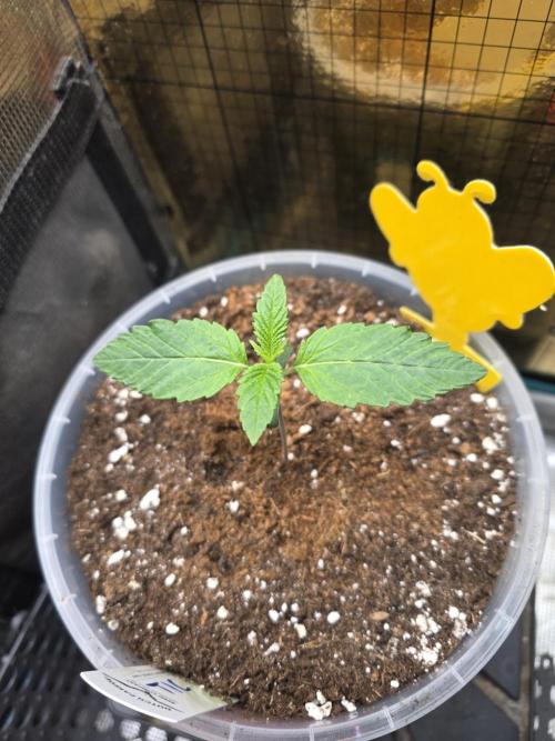 SSSC - Tropical Ice Cream - No Contest. Week 2 - Day 11