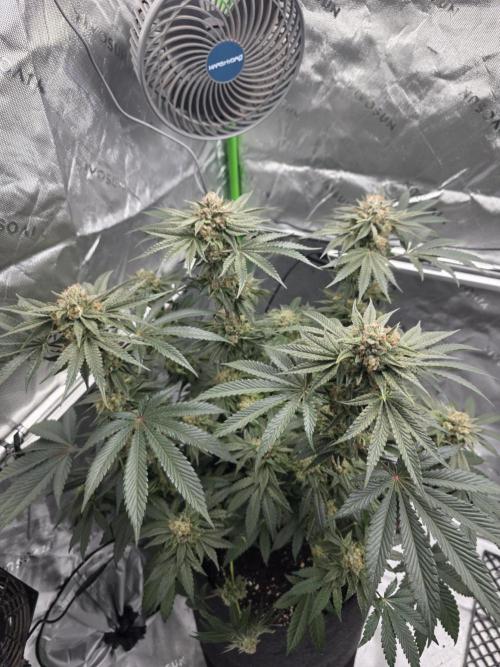 Studio Cherry. Week 14