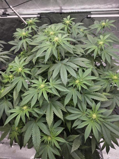 Trop Cherry Gas  - Relentlless. Week 9 - Day 60