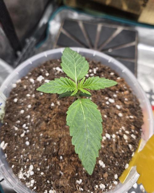 SSSC - Tropical Ice Cream - No Contest. Week 2 - Day 12
