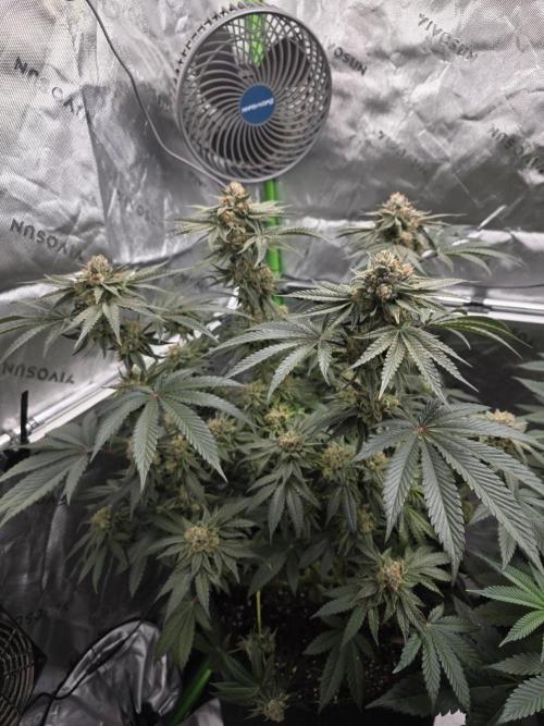 Studio Cherry - Wizard Trees. Week 14 - Day 93