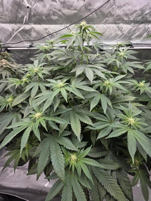 Trop Cherry Gas  - Relentlless. Week 9 - Day 61