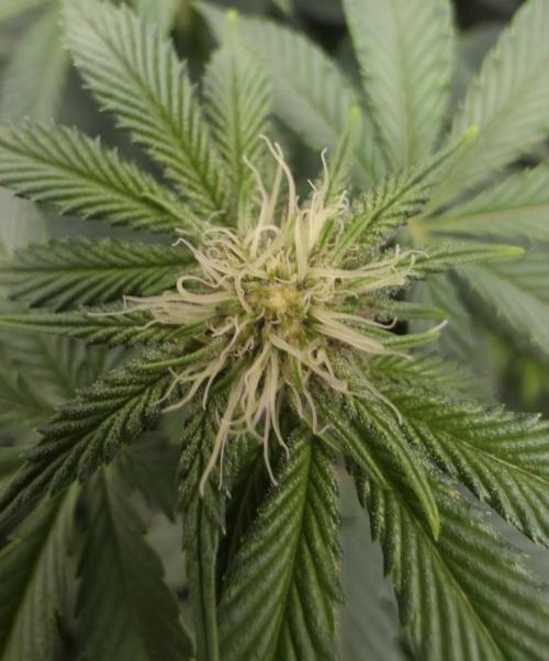 Trop Cherry Gas  - Relentlless. Week 9 - Day 61