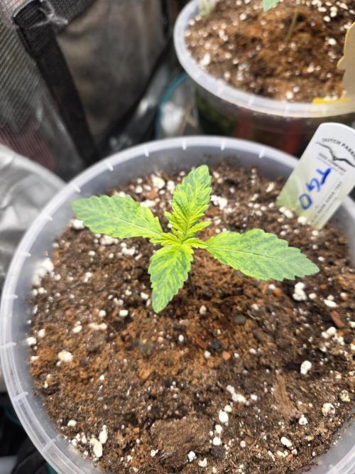 The Special (Gassy) One - F027- Contest. Week 3 - Day 15