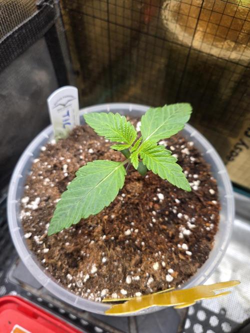 SSSC - Tropical Ice Cream - No Contest. Week 2 - Day 13