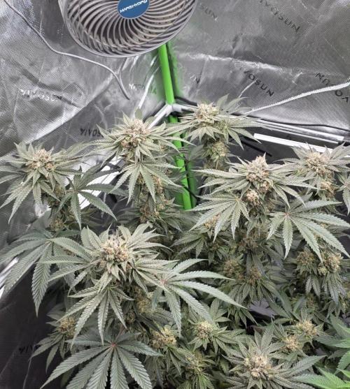 Studio Cherry - Wizard Trees. Week 14 - Day 94