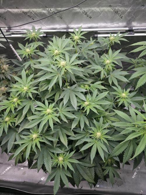 Trop Cherry Gas  - Relentlless. Week 9 - Day 62