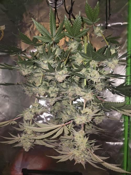 Studio Cherry. Week 14