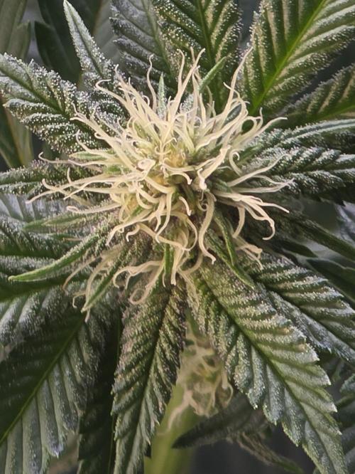 Trop Cherry Gas  - Relentlless. Week 9 - Day 63