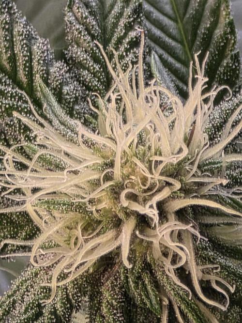 Trop Cherry Gas  - Relentlless. Week 9 - Day 63.