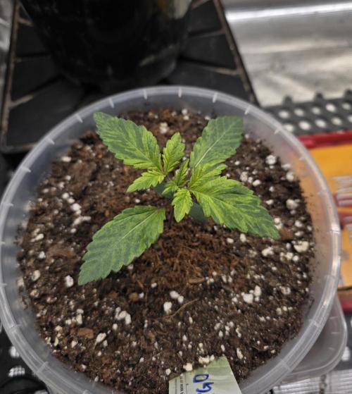 The Special (Gassy) One - F027- Contest. Week 3 - Day 16