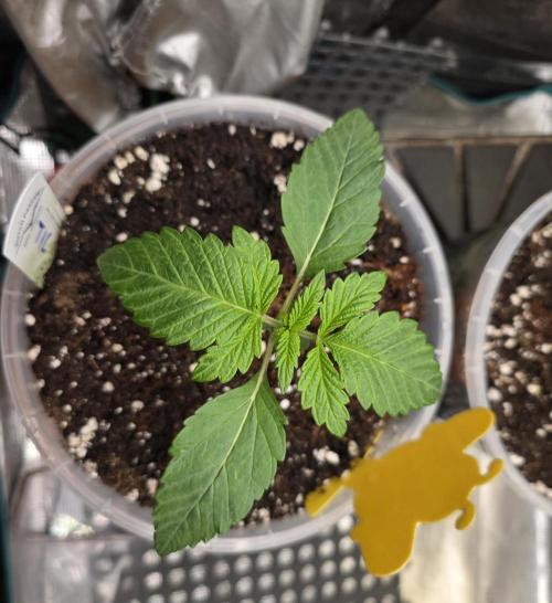 SSSC - Tropical Ice Cream - No Contest. Week 2 - Day 14