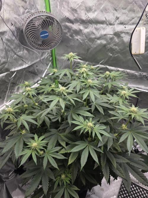 Trop Cherry Gas  - Relentlless. Week 10 - Day 64