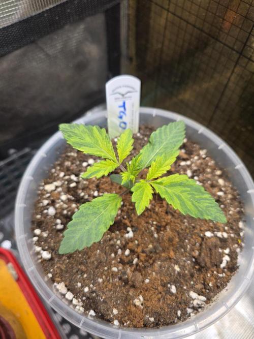 The Special (Gassy) One - F027- Contest. Week 3 - Day 17