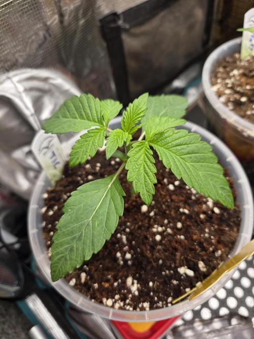 SSSC - Tropical Ice Cream - No Contest. Week 3 - Day 15