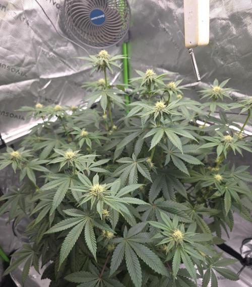 Trop Cherry Gas  - Relentlless. Week 10 - Day 65