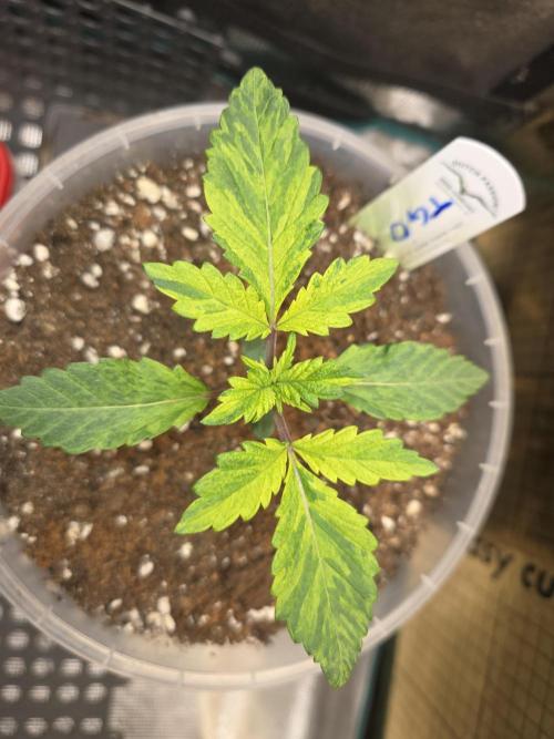 The Special (Gassy) One - F027- Contest. Week 3 - Day 18