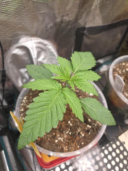 SSSC - Tropical Ice Cream - No Contest. Week 3 - Day 16