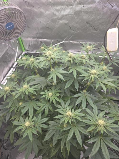 Trop Cherry Gas  - Relentlless. Week 10 - Day 66
