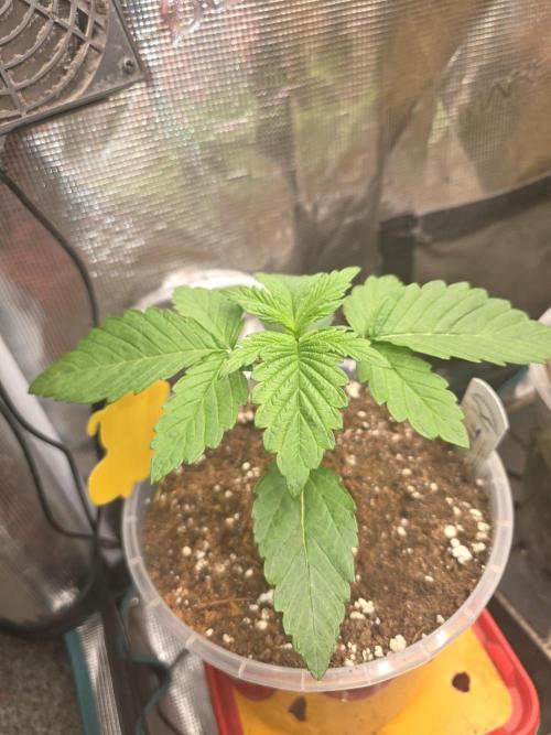 SSSC - Tropical Ice Cream - No Contest. Week 3 - Day 17